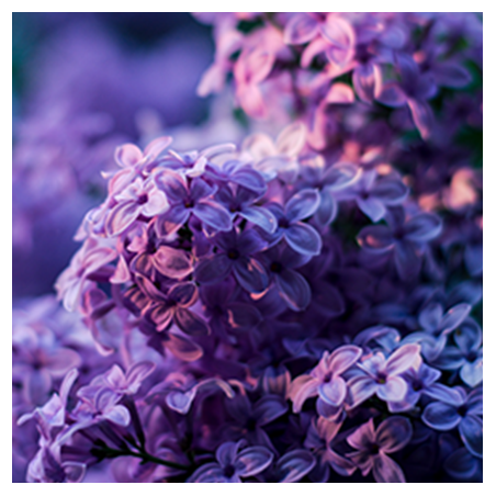 Aroma Violetta