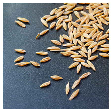 Aroma Malto Orzo