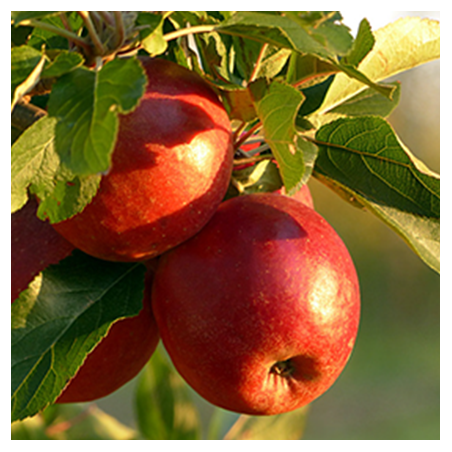 Aroma Apple
