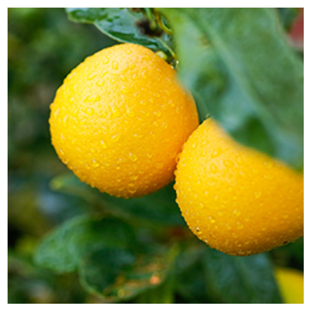 Aroma Limone Meyer