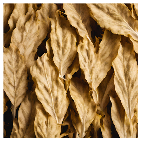 Aroma Tabacco Biondo
