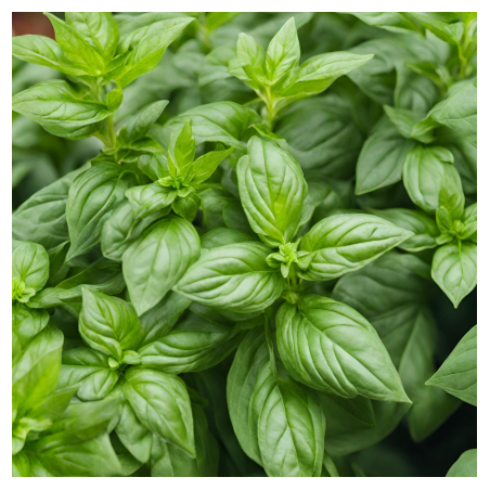 Aroma Basilico Thai Naturale