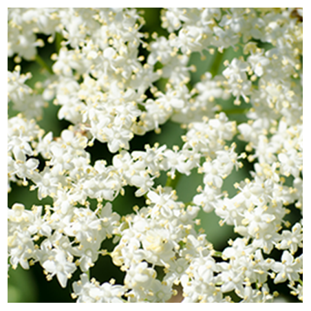 Aroma Fiore di Sambuco
