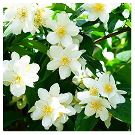 Aroma Gelsomino Naturale