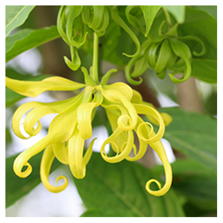 Aroma Ylang Ylang Naturale